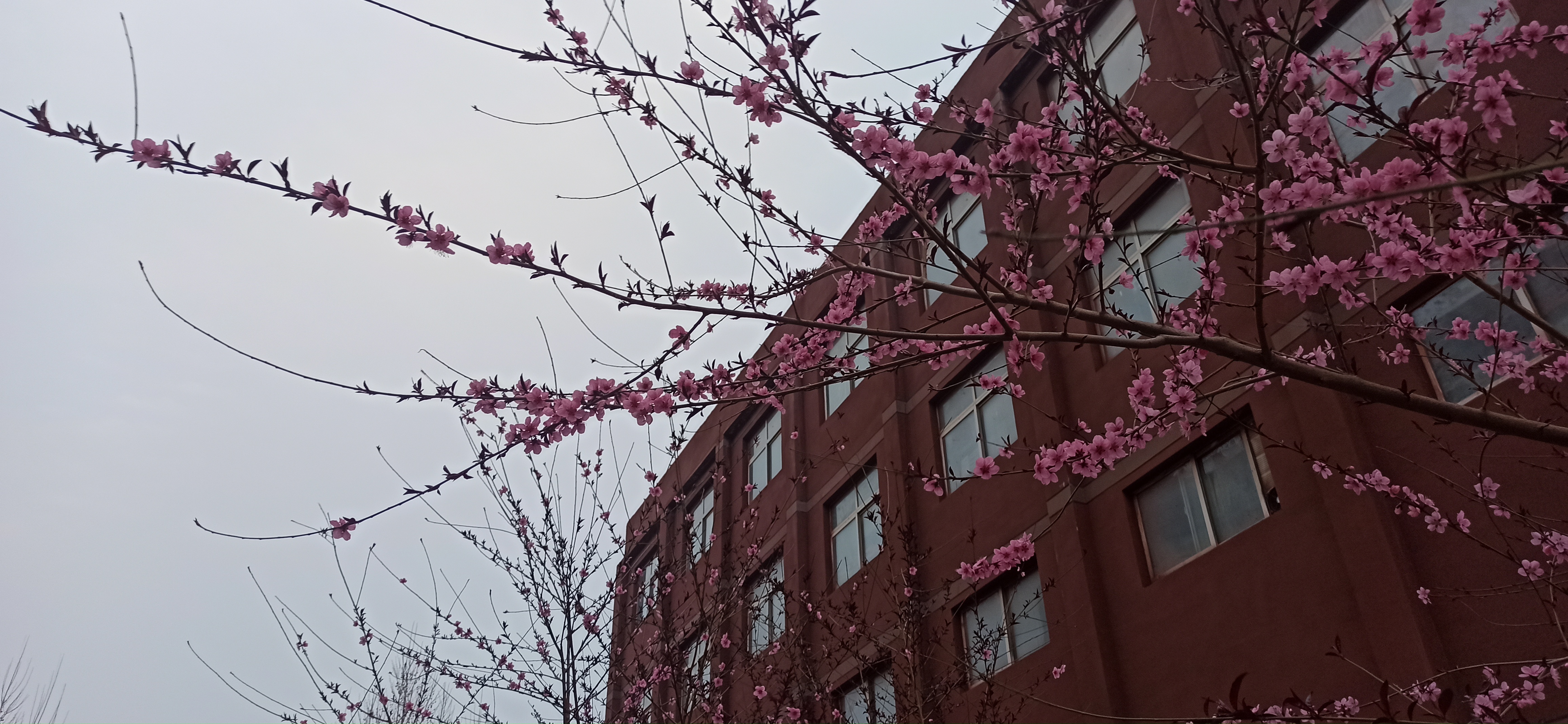 可否许我再少年