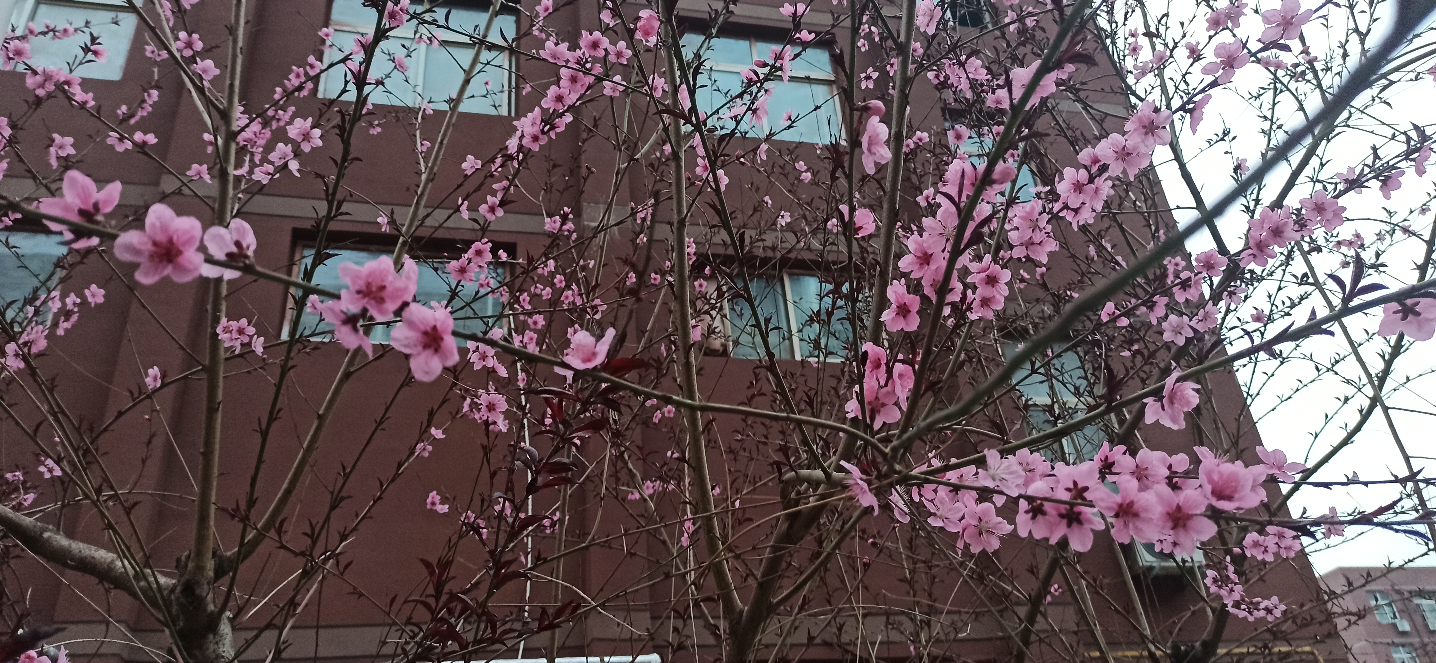 春风若有怜花意