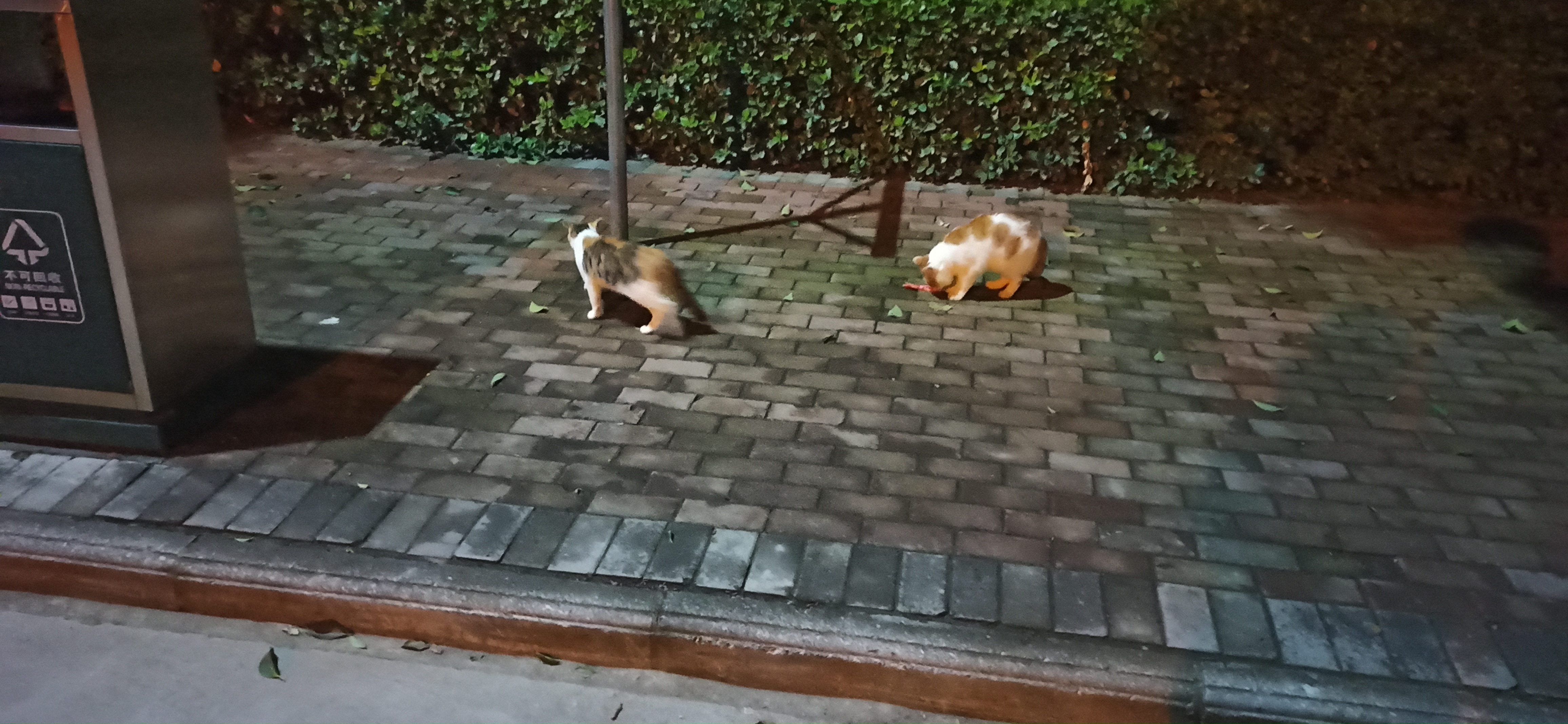 猫学长到处视察学校工作